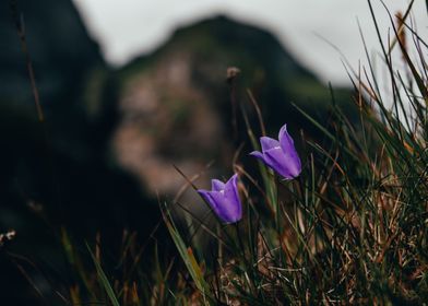 Purple Flowers