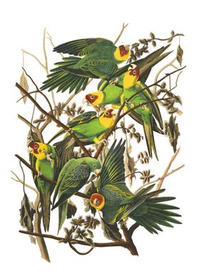 Carolina Parrot