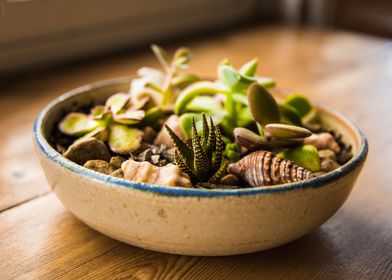 Succulents in small pot