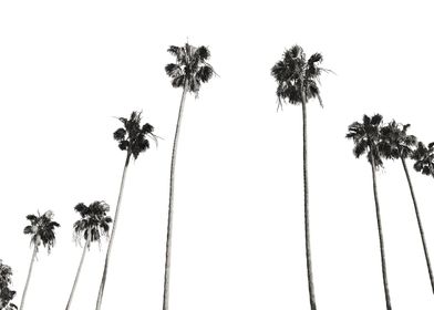 Palm Trees Black White