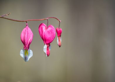 Bleeding Heart