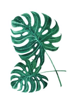 Monstera 3 