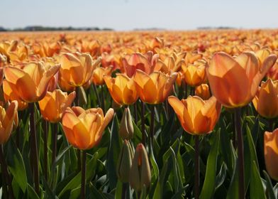 Amsterdam Tulips Keukenhof