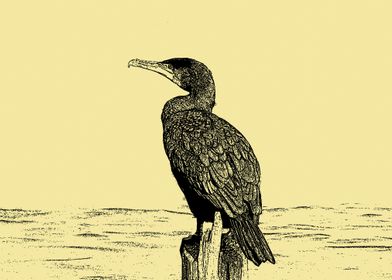 Cormorant