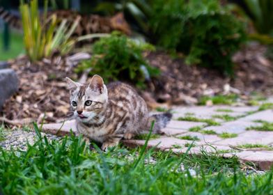 Kitten Concentration