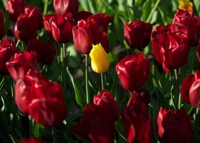 Amsterdam Tulips Yellow