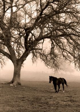 The Old Oak and the Steed
