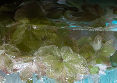 Hydrangea in green ice 4