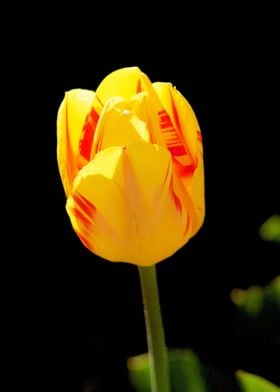 Amsterdam Tulips Keukenhof