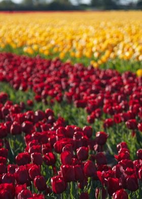 Amsterdam Tulips Keukenhof