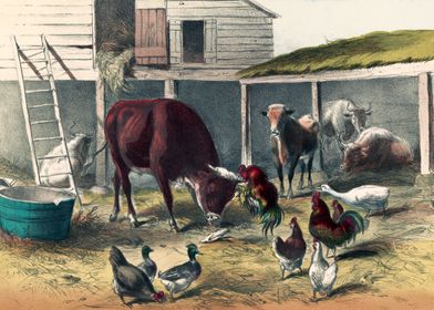 Barnyard Animals