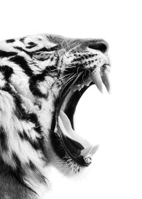 wild roar tiger poster 1