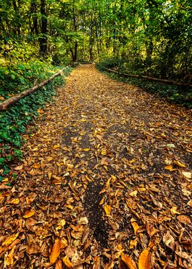 autumn path