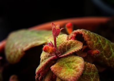 Small flowers and leaf