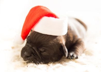 Christmas Puppy With Hat