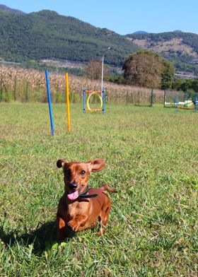 Jumping Dachshund 