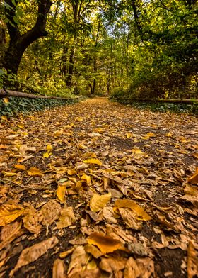 autumn leaves