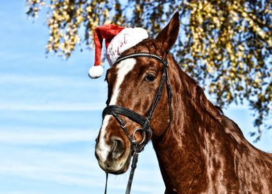 Christmas Horse With Hat