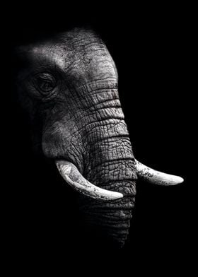 wild elephant black poster