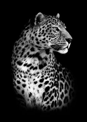 black jaguar head poster  