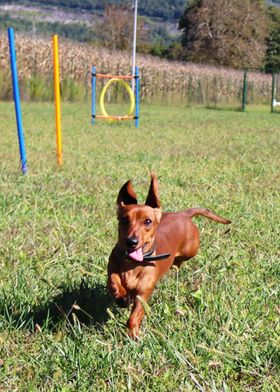 happy running dachshund