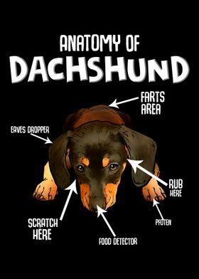 Dackel Dachshund Dog