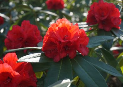 Red Flower