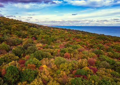 autumn forest