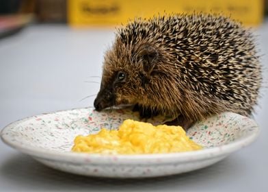 Hedgehog Having Breakfast
