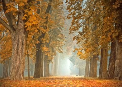 Forest At Sunrise