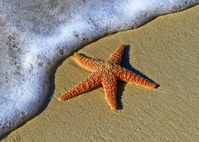 True Color Starfish