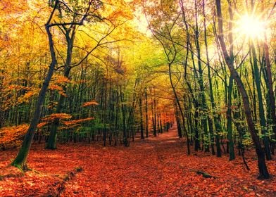 Ture Color Forest