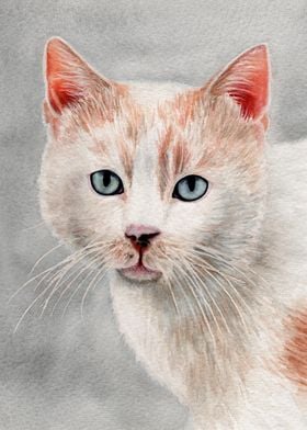 White and ginger cat