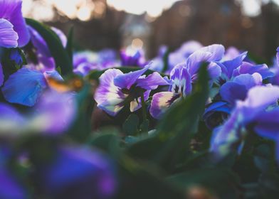 Flower Field