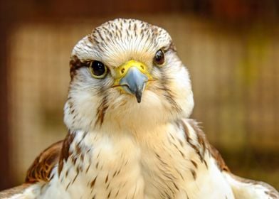 Gryfalcon Eagle