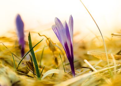 Growing crocus