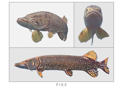 Pike