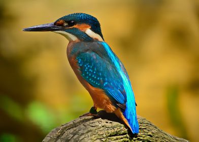 Blue Kingfisher Bird