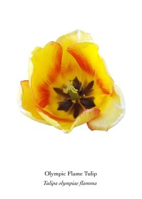 Olympic Flame Tulip