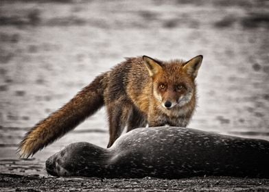 Happy Fox found a Seal