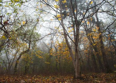 Foggy woods