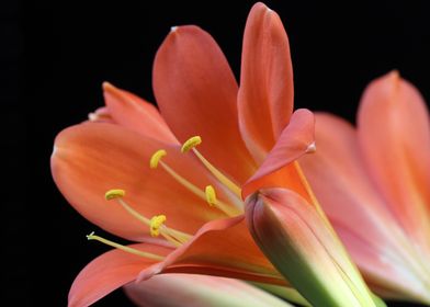 Clivia Orange Flowers