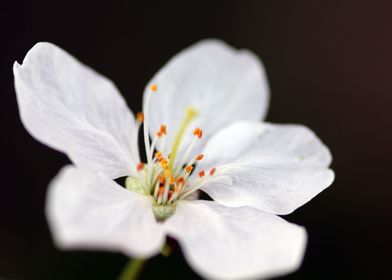 White Spring Blossom