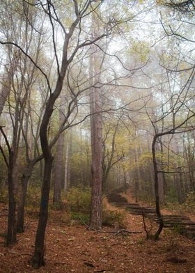 Mystical forest