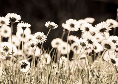 Daisies in the sun