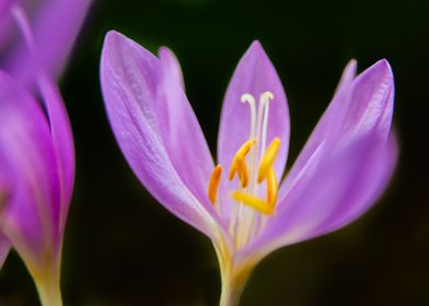 Colchicum