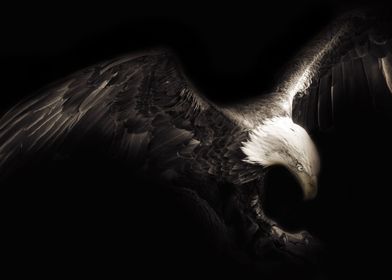 Swooping Black White Eagle