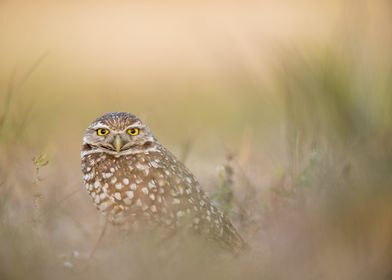 Hazy Owl