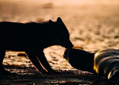 Happy Fox found a Seal