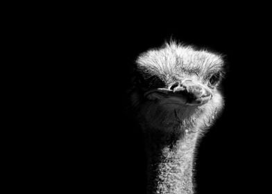 Ostrich 